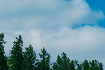 silhouettes of trees on crest of hill under cloudy sky