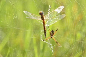 dragonfly on a branch