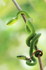 green tree python