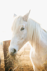 Beautiful white rural horse eats hay behind a wooden fence