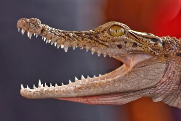 head of a crocodile