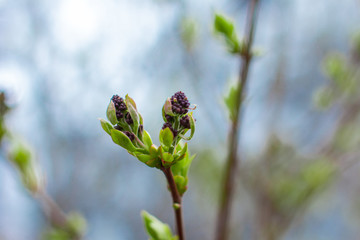 The blossoming buds of lilac. Wildlife.