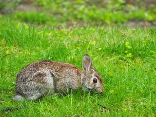 wild cottontail rabbit on grass in spring