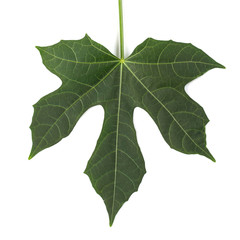 Fresh organic Chaya leaves isolated on white background