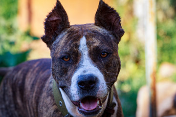 black dog's mouth close-up