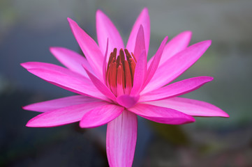 Pink lotus in the garden pond