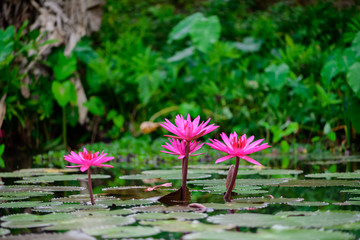 Pink lotus in the garden pond