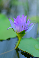 The purple lotus pool is in the pool in the garden.