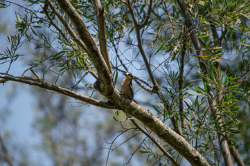 pajaro en el arbol