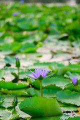 The purple lotus pool is in the pool in the garden.