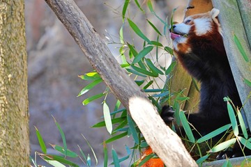 View of a Red Panda (Ailurus fulgens) eating bamboo leaves in an outdoor park