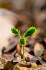 The sapling is sprouting from the soil
