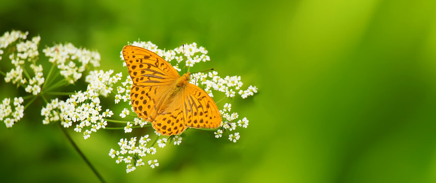 Silver-washed Fritillary butterfly (Argynnis paphia)