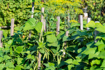 Fototapeta na wymiar string beans grow in the garden on wooden sticks and props