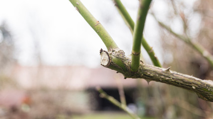 close-up of a clipped branch on a bush of roses