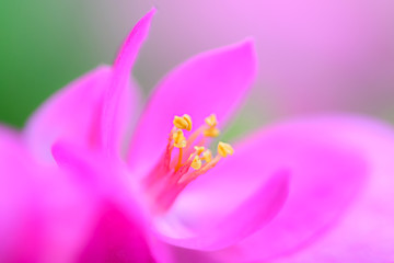 Pink flowers have yellow stamens