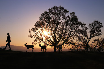 Silhouette of a woman and deer in the sunset - obrazy, fototapety, plakaty
