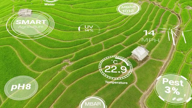 Smart digital agriculture technology by futuristic sensor data collection management by artificial intelligence to control quality of crop growth and harvest. Computer aided plantation grow concept.
