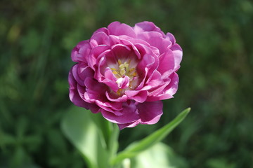 Close-up of a purple tulip in spring