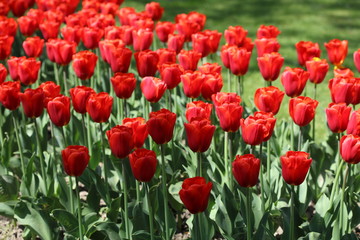 Red tulips in spring in a park