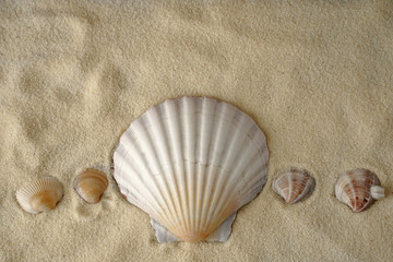 Sea shells  with sand as background