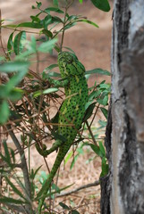 green lizard on a tree