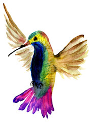 Watercolor small colibri bird. Hummingbird Isolated On White Background. Hand drawn panting image