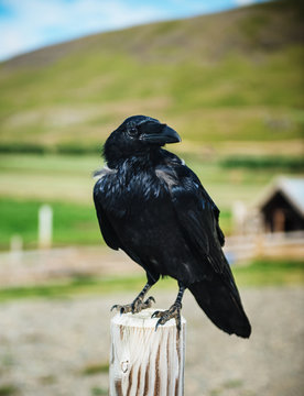 raven on a fence, Iceland, Scandinavia, Europe