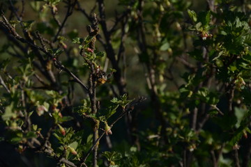Bumblebee sits on a flower of a flowering currant