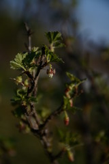 Flowering currant bush in early spring in the garden