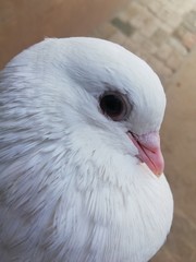 close up of a white dove