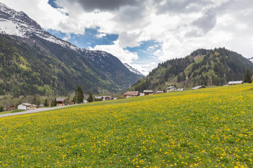 Fototapeta na wymiar A good crop of Dandelions this year in the French Alps