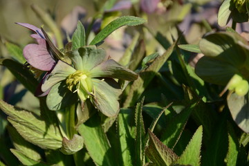 Beautiful delicate green flowers of hellebore under the open sky on a blurred background