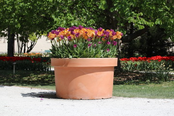 A giant pot of violet and orange tulips in spring