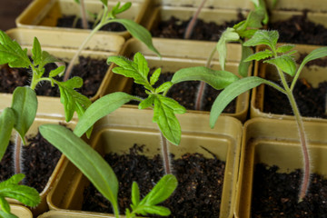 Small sprouts grown from seeds grow each in its own plastic Cup. 