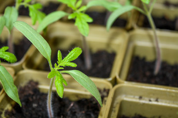 Small sprouts grown from seeds grow each in its own plastic Cup. 