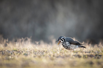 Groundscraper Thrush eating insects