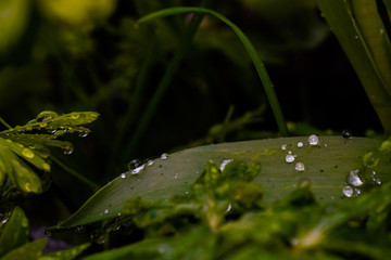 drops in the microjungle