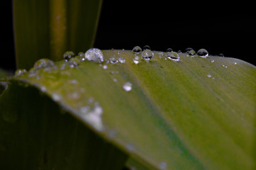 group of drops