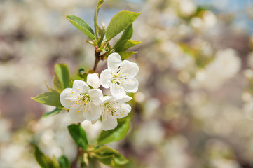 Natural texture of flowering trees. Blossom trees closeup as a place for text. Greeting card background of white flowers and copy space.
