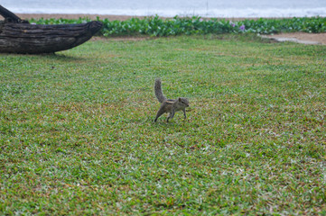 Funny Indian palm squirrel runs skipping in the green grass turned its fluffy tail up.