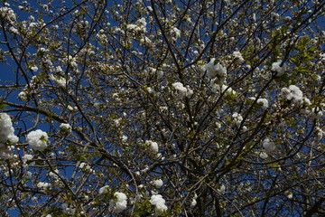 White sakura tree against the blue sky