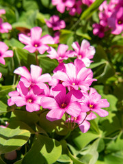 Fototapeta na wymiar Close-up of a pink perwinkle flower