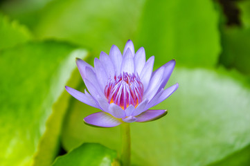 Fototapeta premium Beautiful purple water lily flower against fresh green leafs with bright yellow pollen