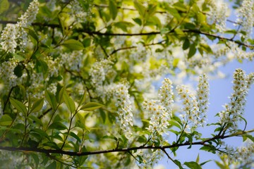 A large flowering tree of fragrant white bird cherry