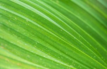 Natural green leaf texture background. Texture of large green leaves of false hellebore, corn lilies or Veratrum