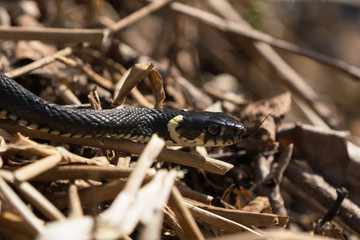 Close up of grass snake head with tongue out