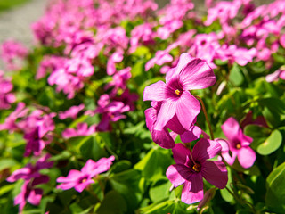 Obraz premium Close-up of a pink perwinkle flower