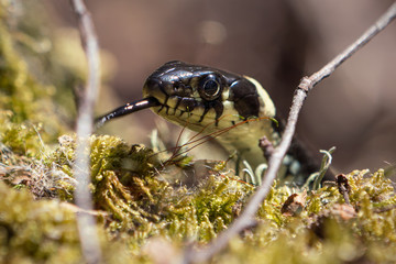 Close up of grass snake sticking its head up