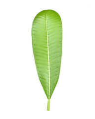 Plumeria leaves isolated on white background.